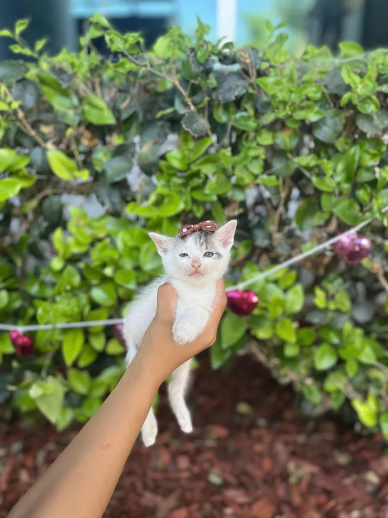 A baby small-sized female Domestic Short Hair cat named Cherry for adoption in South El Monte, CA
