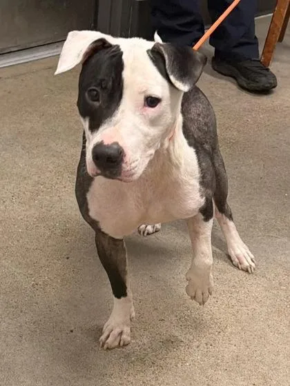 A young medium-sized male Black Pit Bull Terrier dog named Lucky for adoption in Cleveland, OH