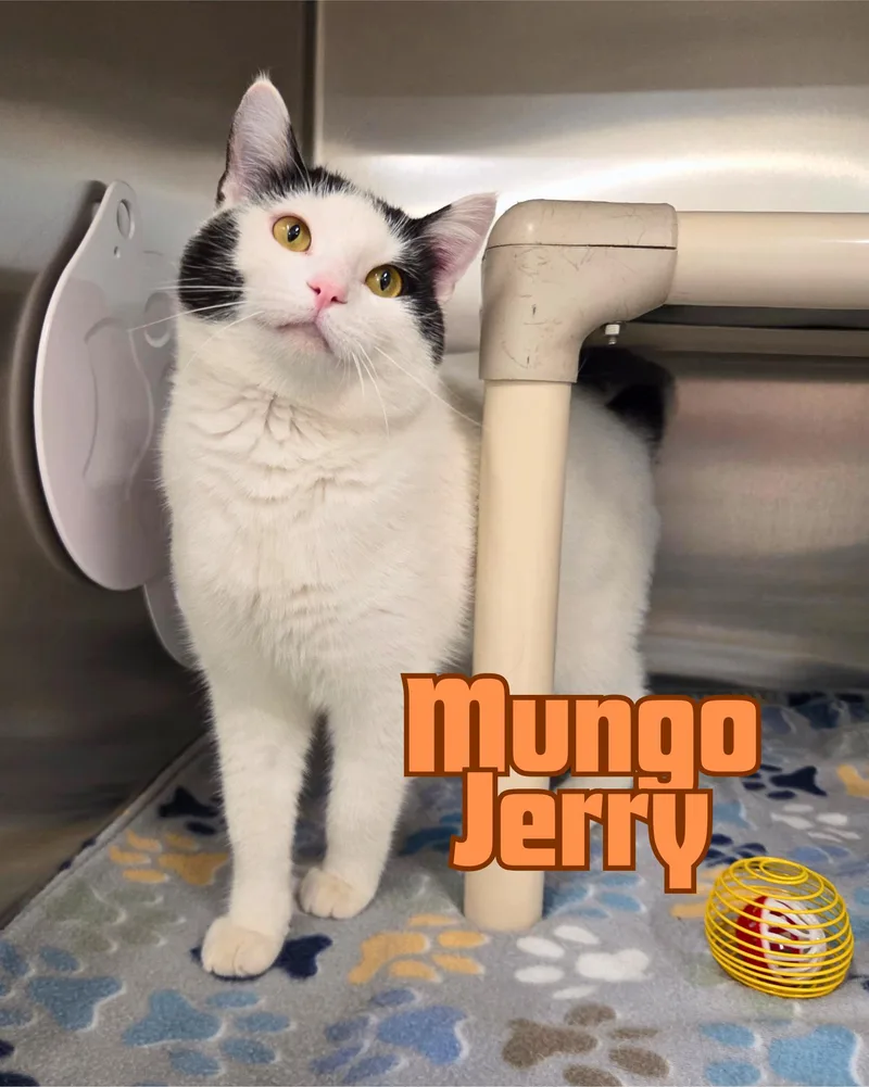 A young medium-sized male Black & White / Tuxedo Domestic Short Hair cat named Mungo Jerry for adoption in Nevada, IA