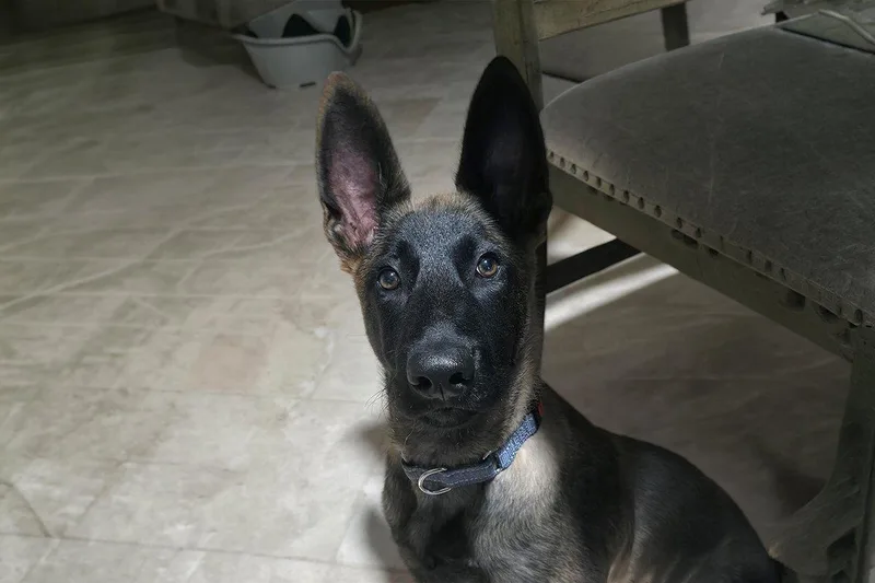 Axel