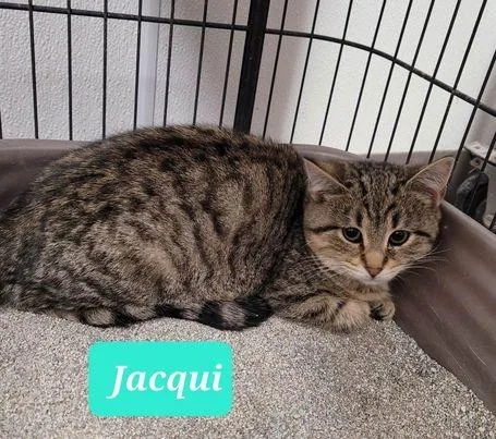 Jacquisponsored thumbnail 2