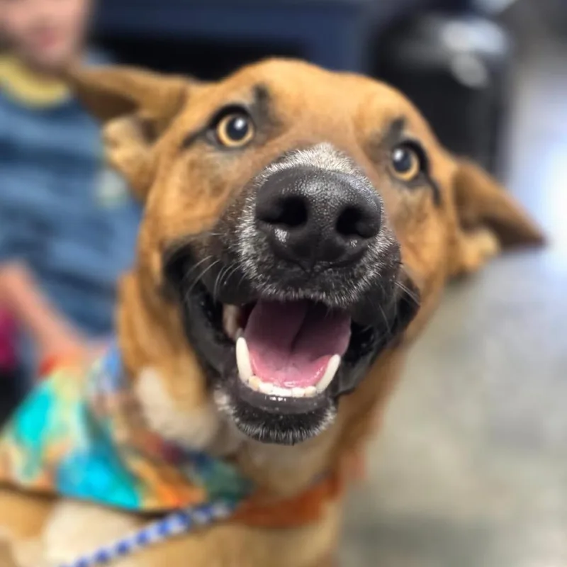 A young medium-sized male Red / Chestnut / Orange Cattle Dog dog named Waylon for adoption in Independence, KS