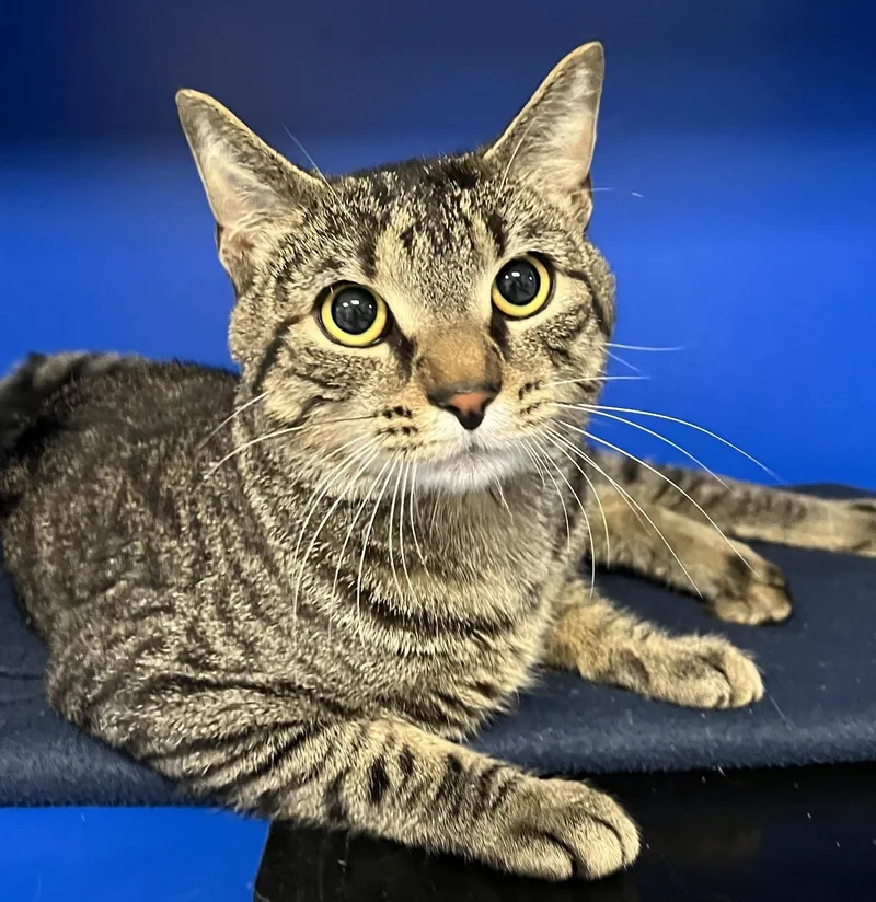 A young medium-sized male Tabby (Brown / Chocolate) Domestic Short Hair cat named Dexter for adoption in Johnston, RI
