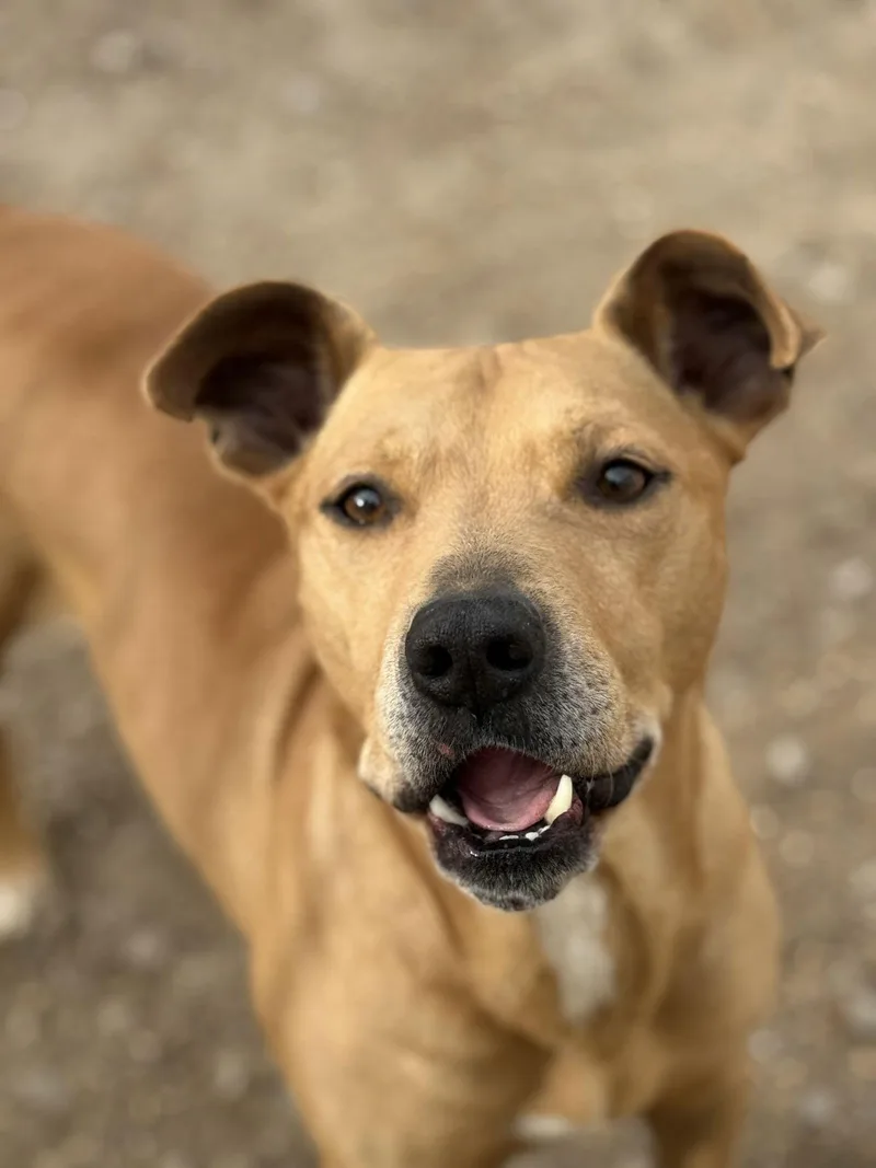 Mcmuffin thumbnail 2