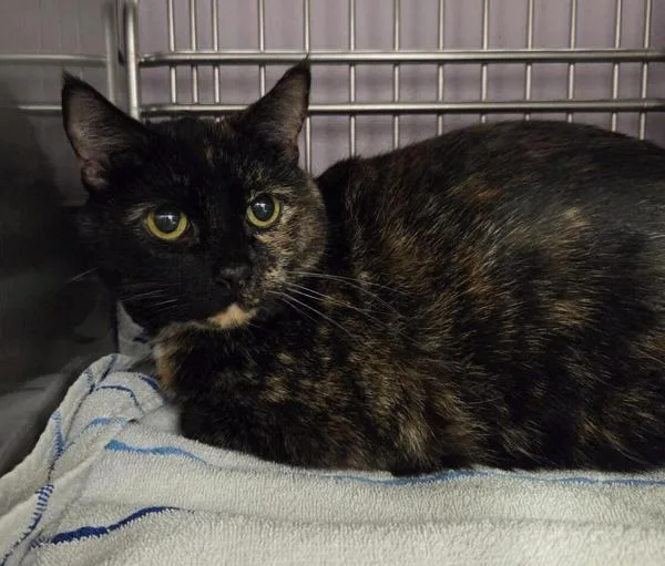 An adult small-sized female Domestic Short Hair cat named Baby for adoption in Vancouver, WA