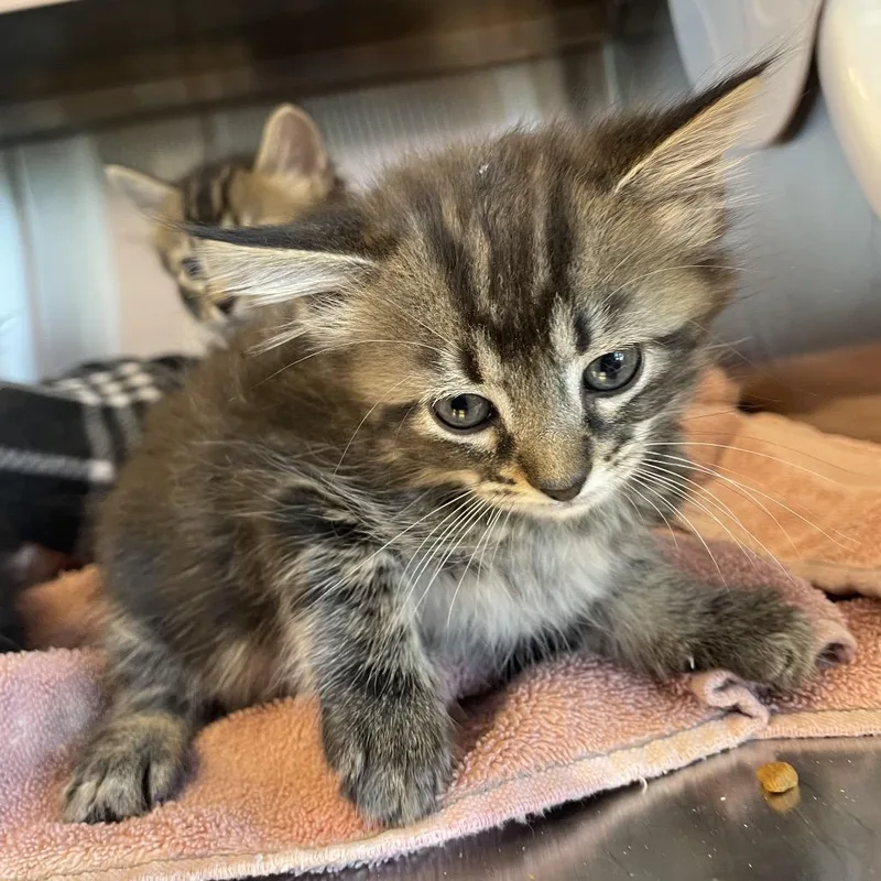 A baby small-sized female Gray / Blue / Silver Domestic Medium Hair cat named Cappuccino for adoption in Madisonville, TN