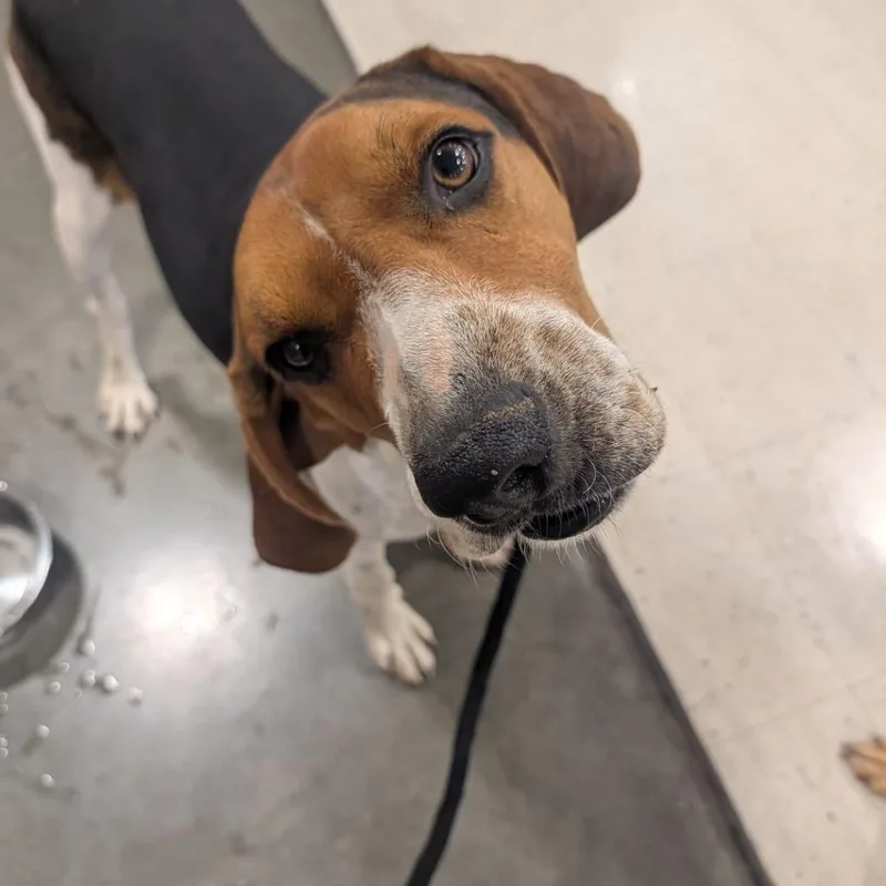 A young large-sized male White / Cream Treeing Walker Coonhound dog named Koda for adoption in Buffalo, MN