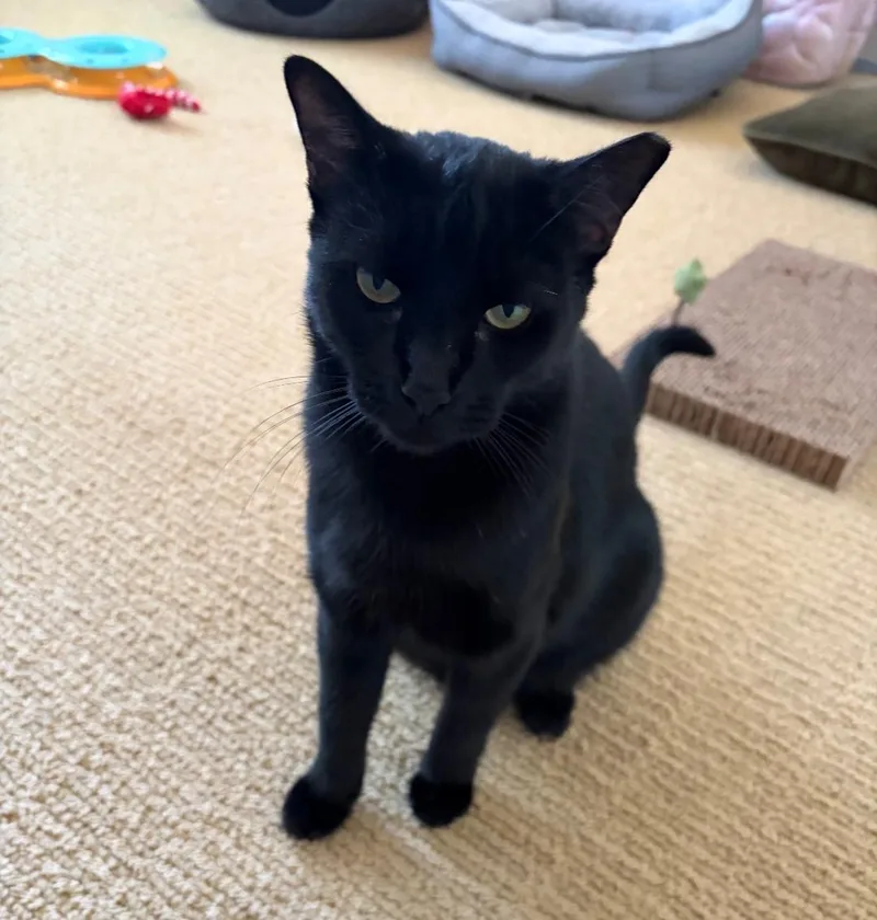 An adult medium-sized female Black Domestic Short Hair cat named Coco for adoption in Glendale, AZ