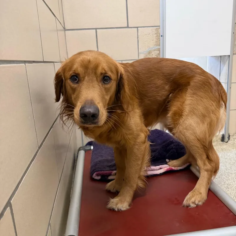 An adult medium-sized male Golden Retriever dog named MONTStray for adoption in Perkiomenville, PA
