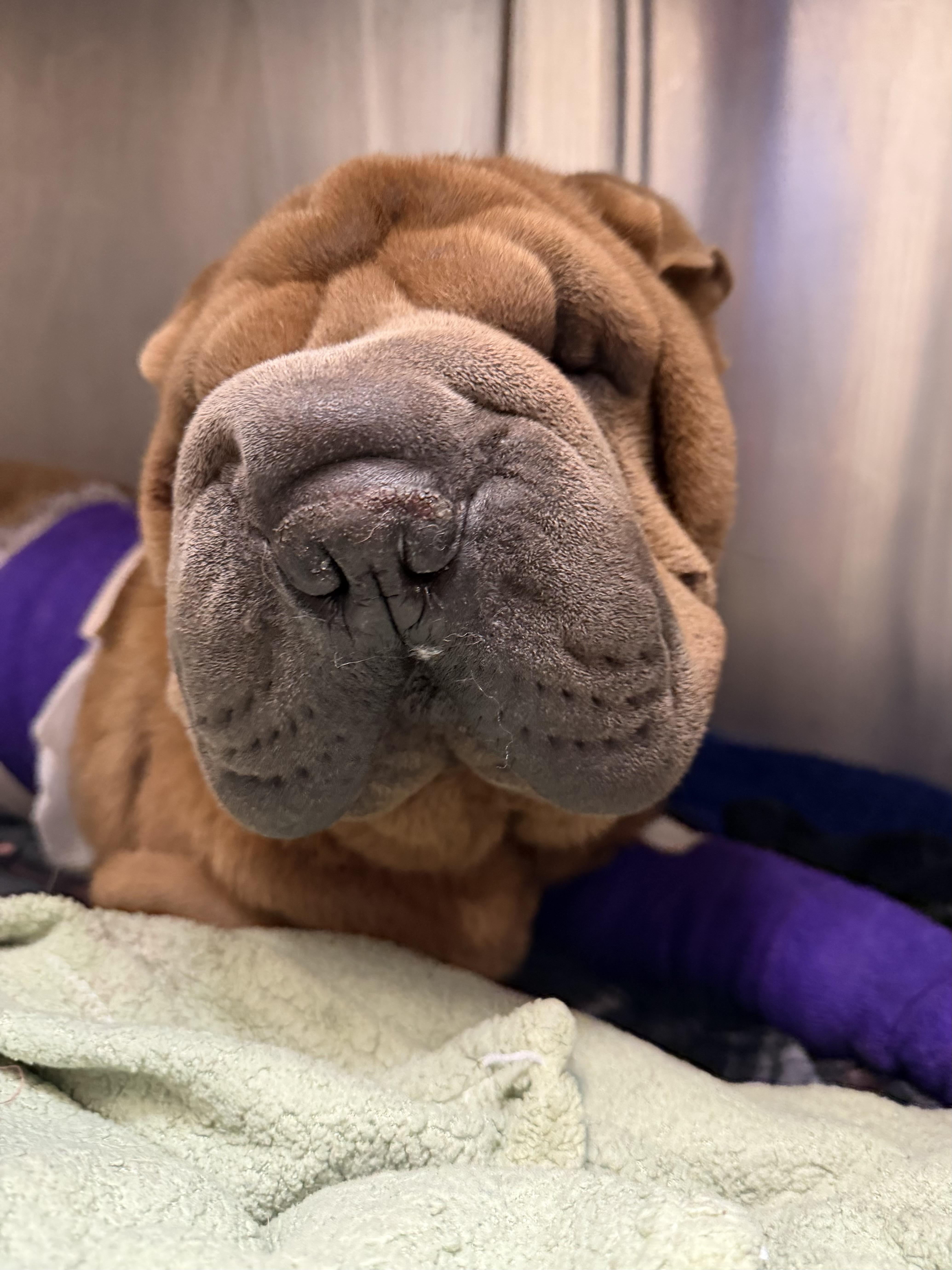 An adult large-sized female Shar-Pei dog named Celeste for adoption in Los Angeles, CA