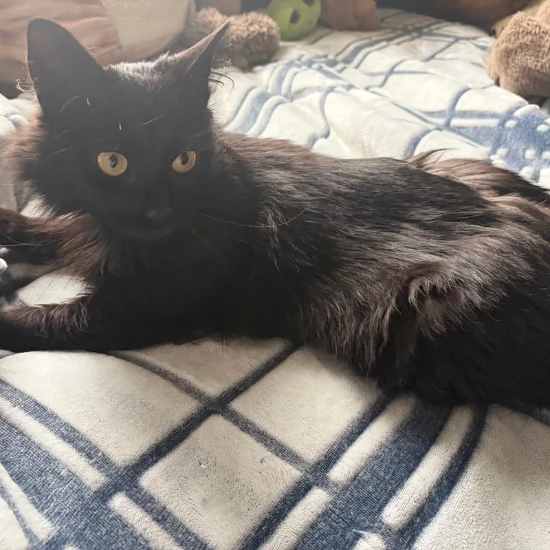 An adult medium-sized female Black Domestic Medium Hair cat named Kenzie C for adoption in Princeton, MN