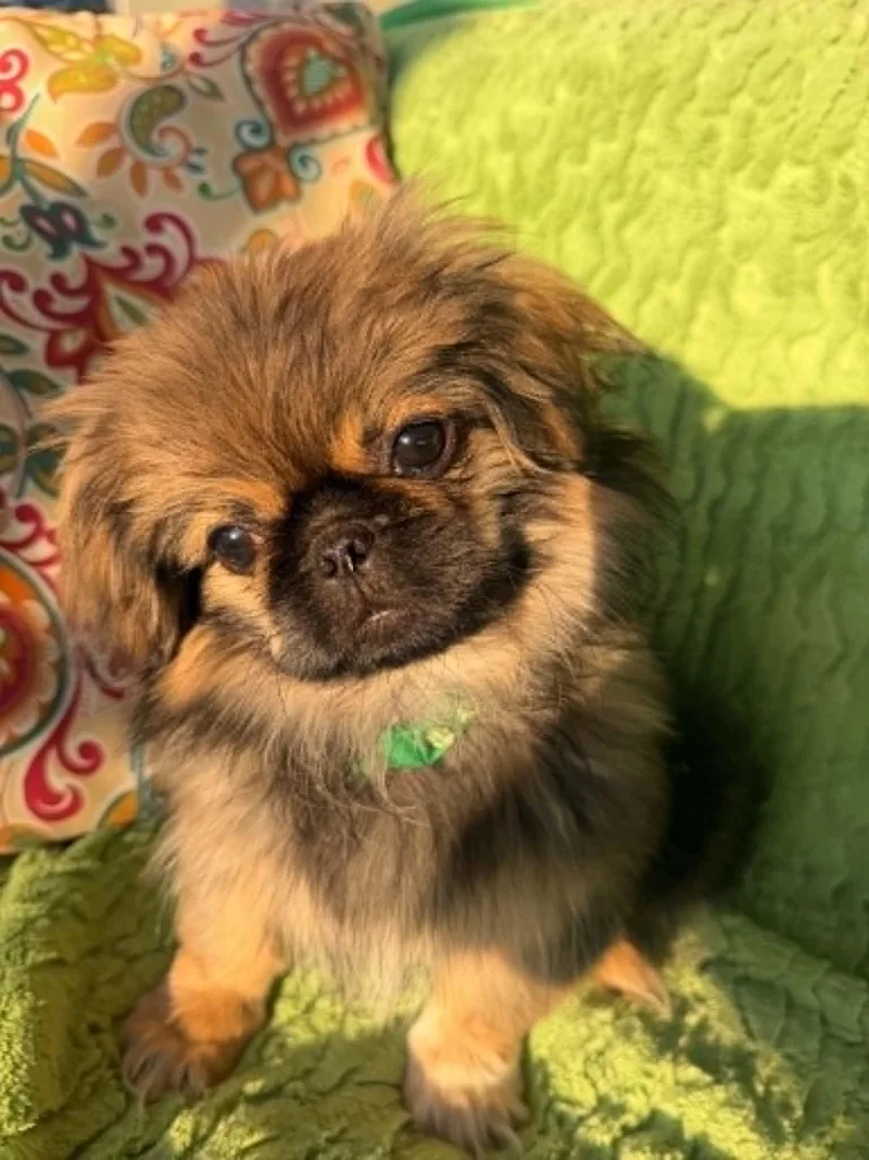 A baby small-sized male Sable Pekingese dog named Gary for adoption in Aurora, CO