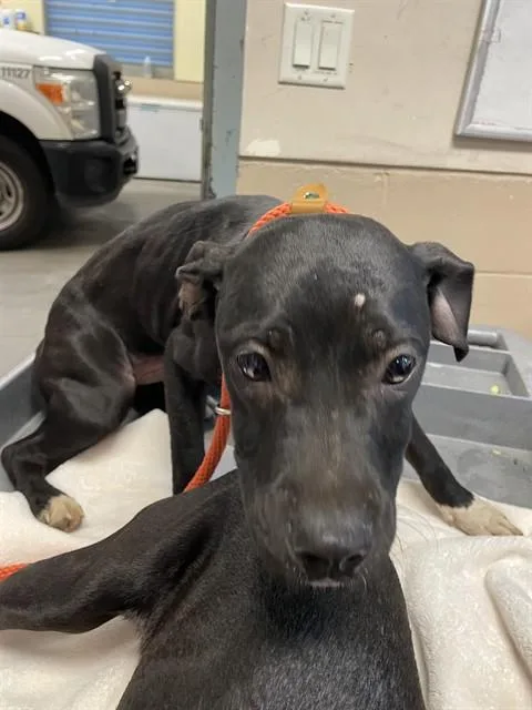 A young small-sized female Pit Bull Terrier dog named Ellie for adoption in San Jose, CA