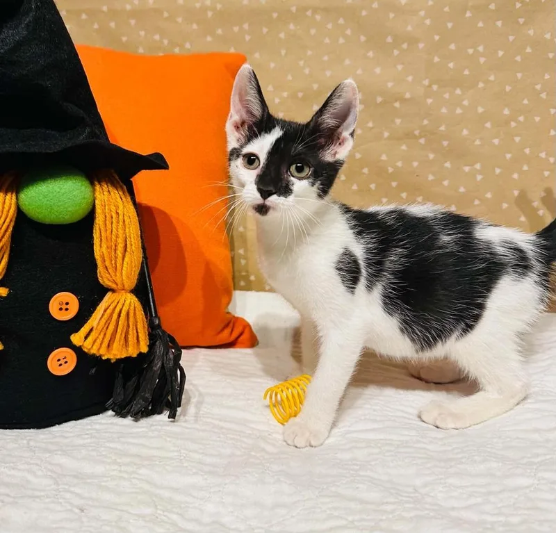 A baby small-sized female Domestic Short Hair cat named Leanne for adoption in Groveland, MA