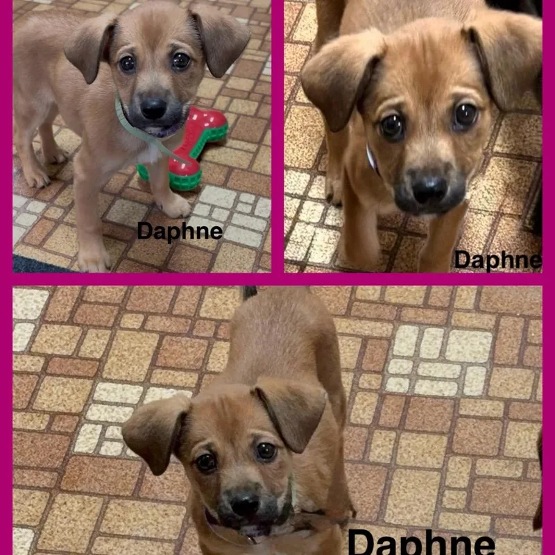 A baby small-sized female Yellow / Tan / Blond / Fawn Mixed Breed dog named Daphne Blake for adoption in La Grange, KY