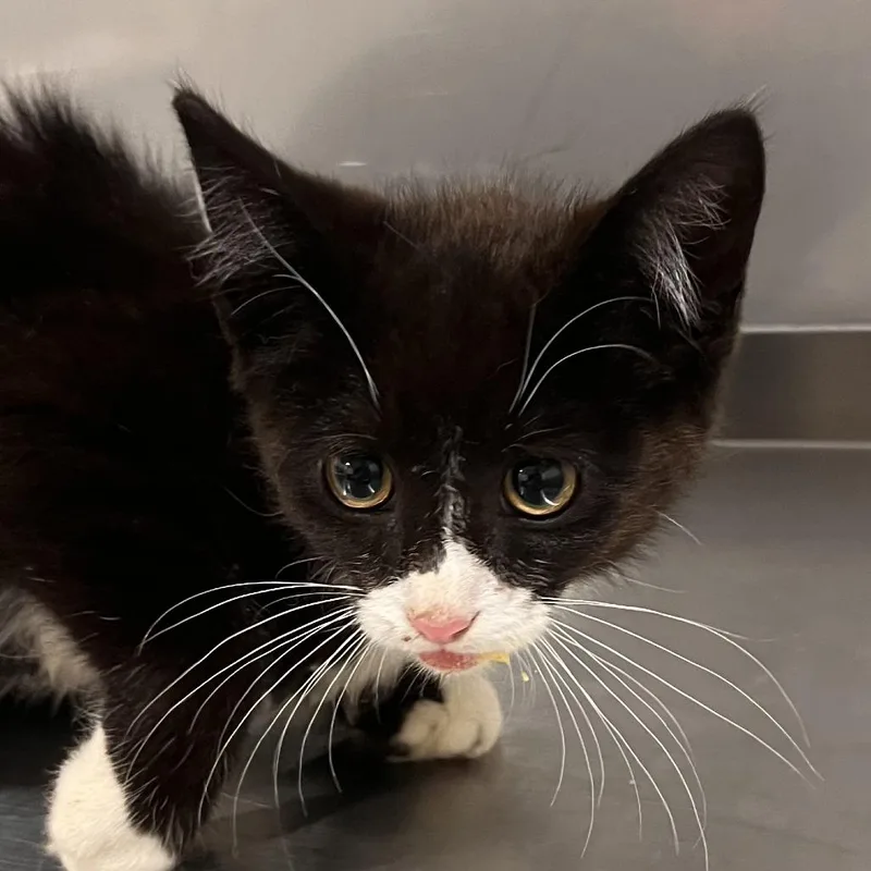 A baby small-sized male Black Domestic Short Hair cat named Eclipse for adoption in Washburn, MO
