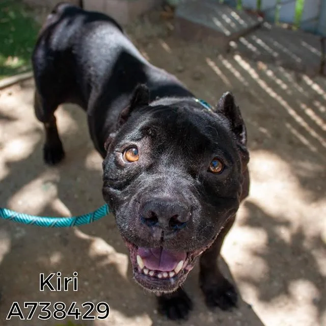 An adult medium-sized female Terrier dog named Betty Boop for adoption in Sacramento, CA
