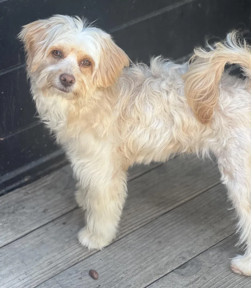 A young small-sized female Havanese dog named Cammie for adoption in Encino, CA