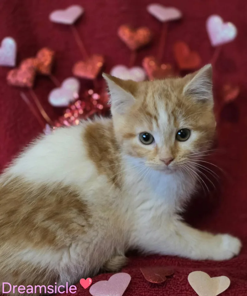 A young medium-sized female Orange & White Domestic Short Hair cat named Dreamsicle for adoption in Merrillville, IN
