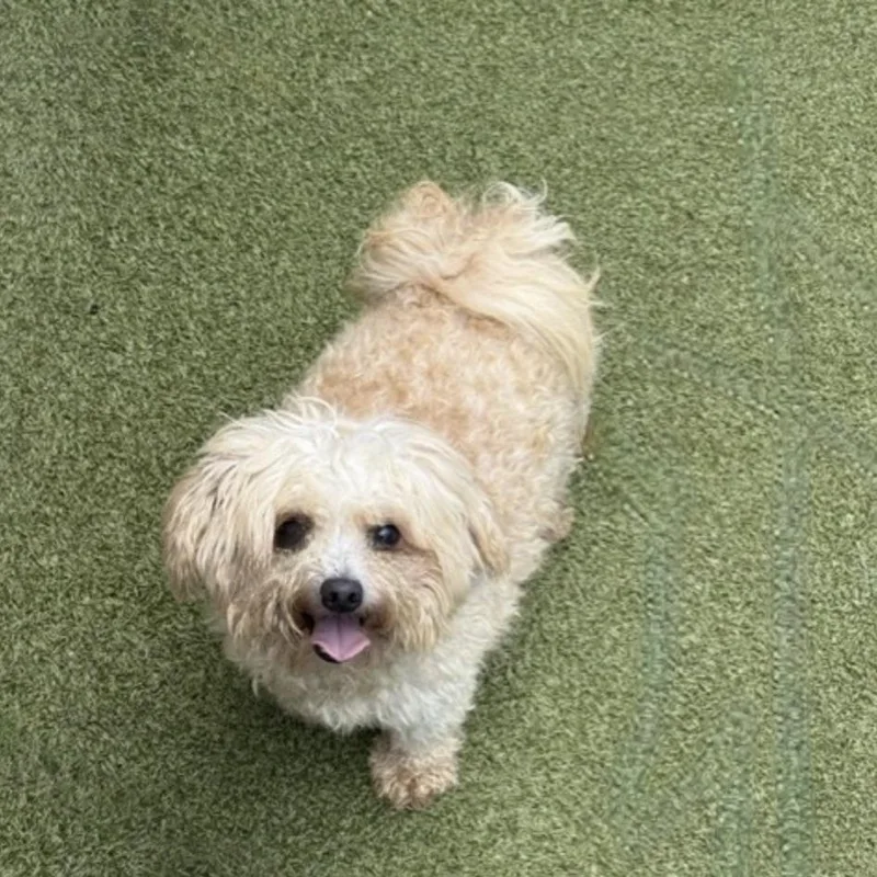 Teddy