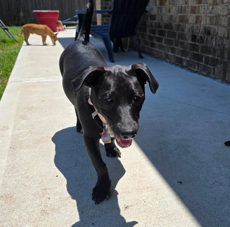 An adult small-sized female Black Dachshund dog named Elka Wvt for adoption in Missouri City, TX