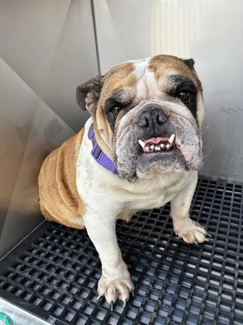 An adult medium-sized female Mixed Breed dog named Rachel for adoption in Dallas, TX