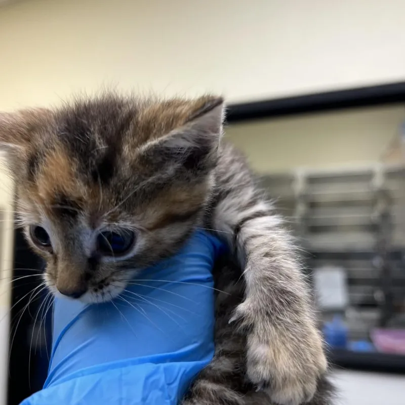 A baby small-sized female Brown / Chocolate Domestic Short Hair cat named Mamie for adoption in Galveston, TX