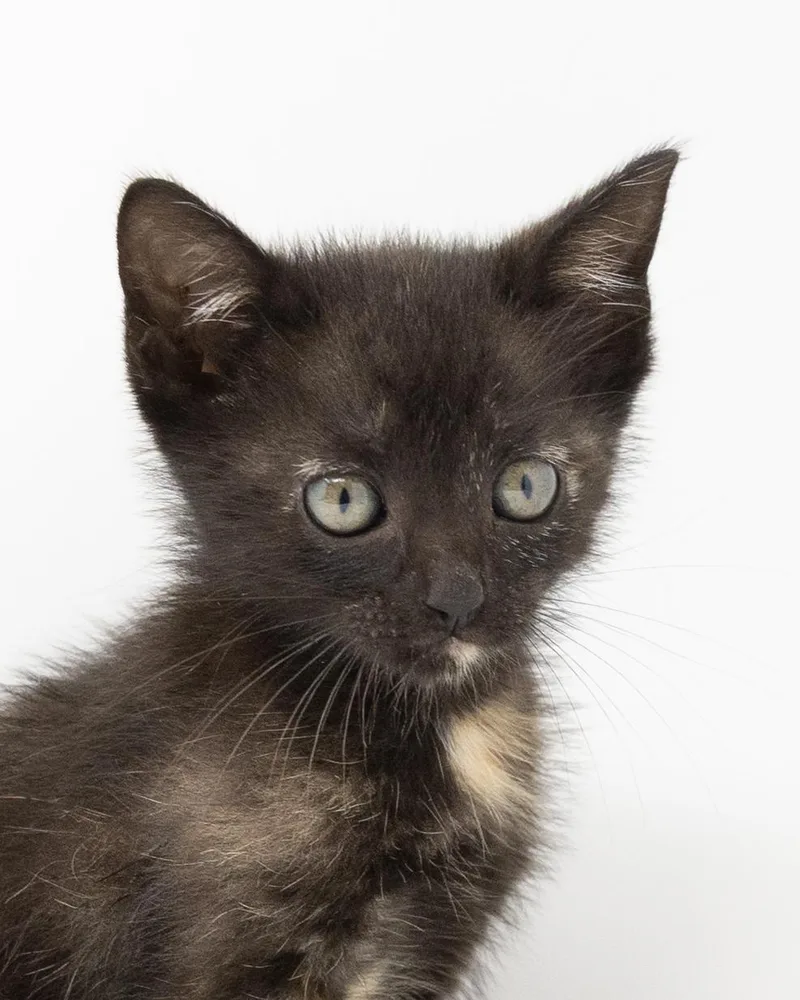 A baby medium-sized female Tortoiseshell cat named Benny Lou for adoption in Trophy Club, TX