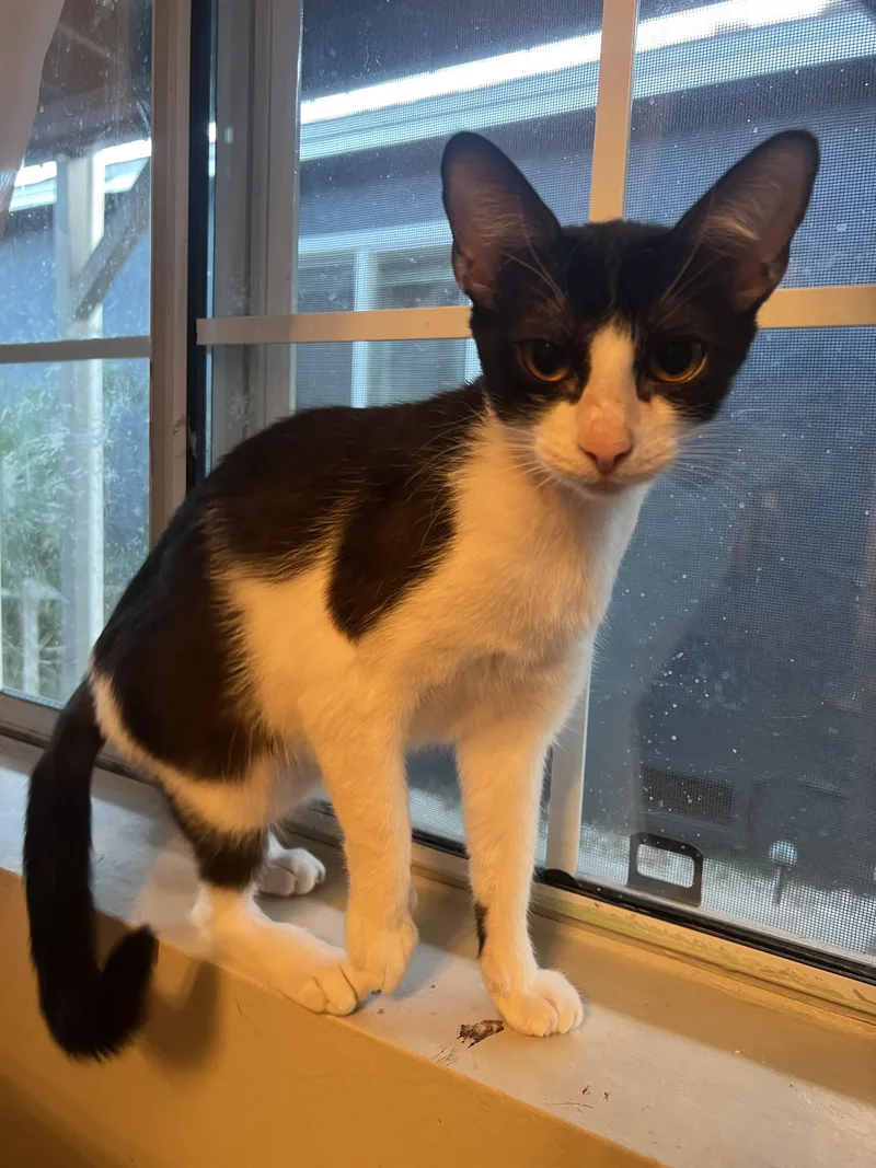 A young medium-sized female Domestic Short Hair cat named Juliet for adoption in South Pasadena, CA