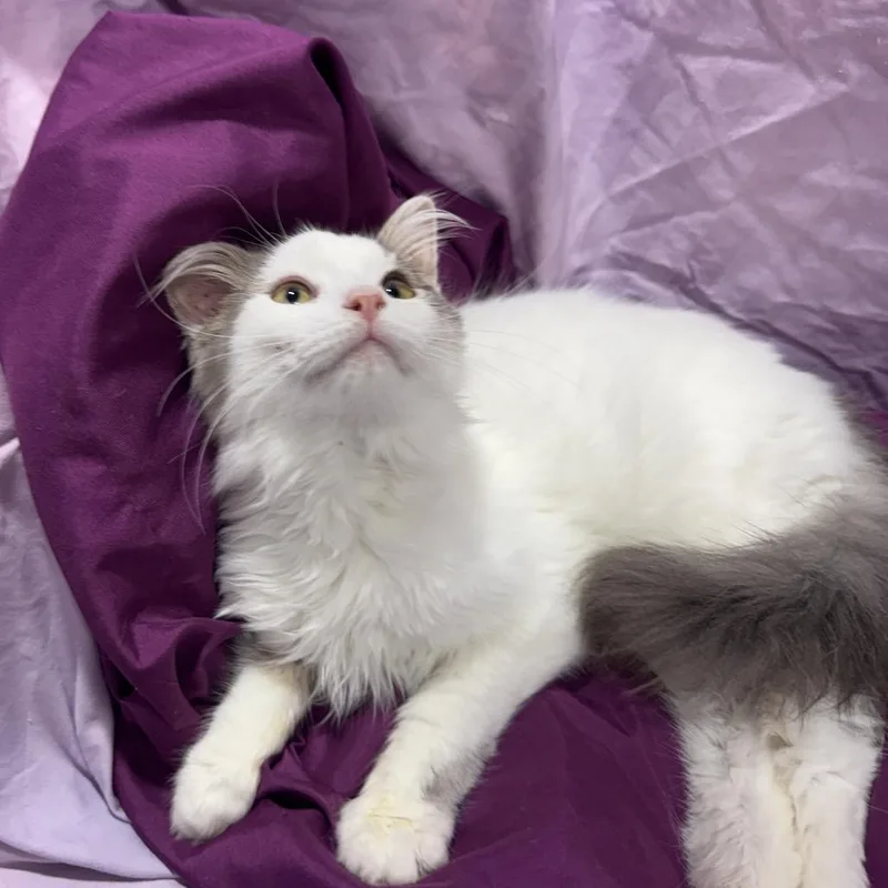 Bellissimo thumbnail 2