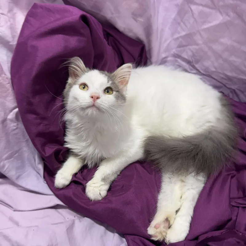 Bellissimo thumbnail 3