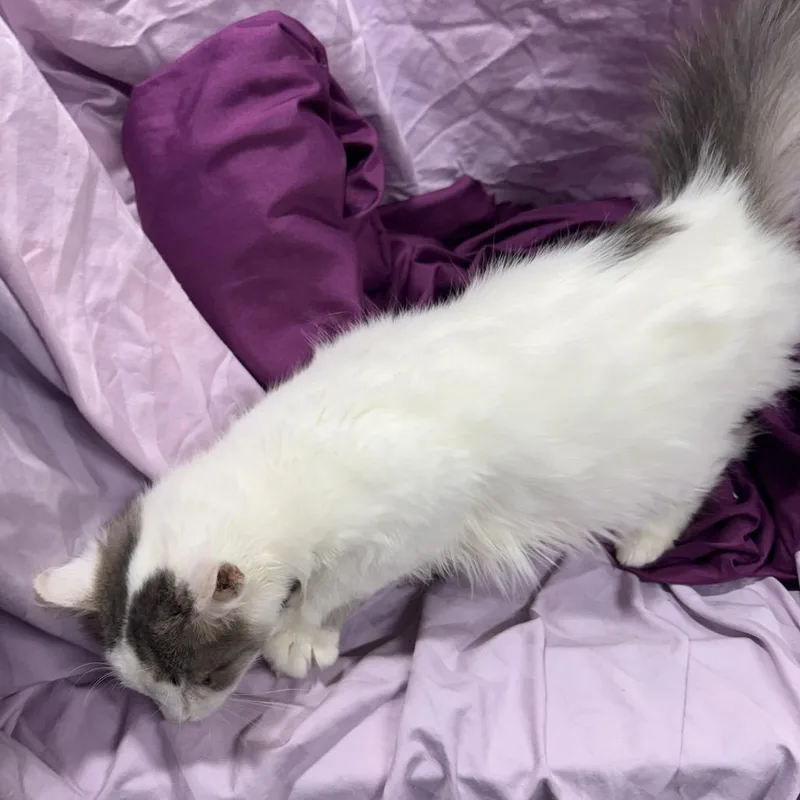 Bellissimo thumbnail 4