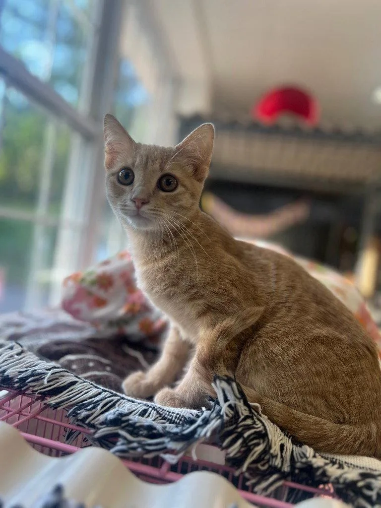 A baby small-sized male Orange / Red Domestic Short Hair cat named Mango for adoption in Lovingston, VA