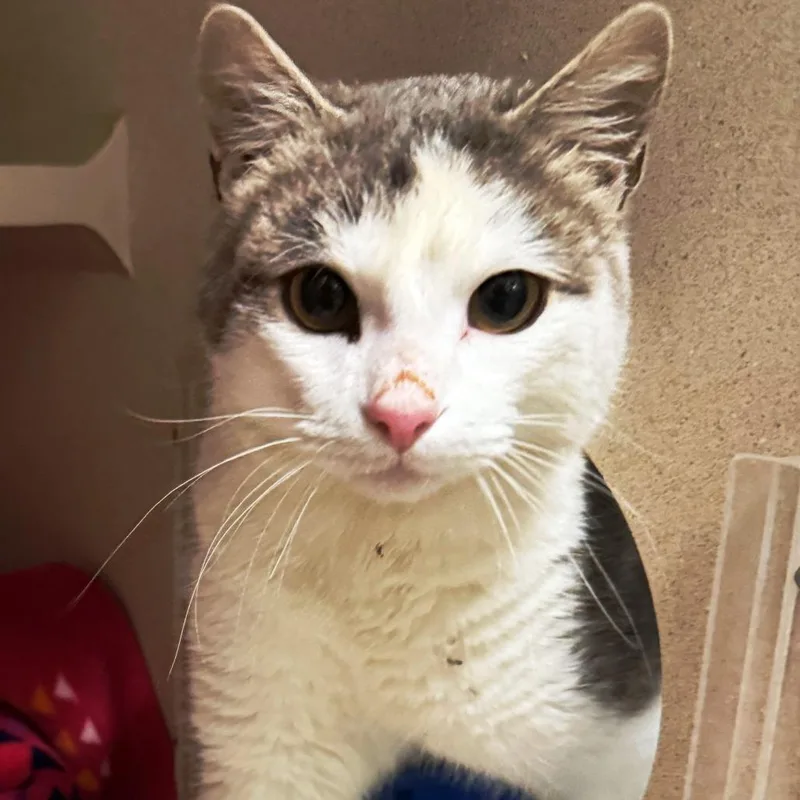 An adult medium-sized male White Domestic Short Hair cat named Kerouac for adoption in Pagosa Springs, CO