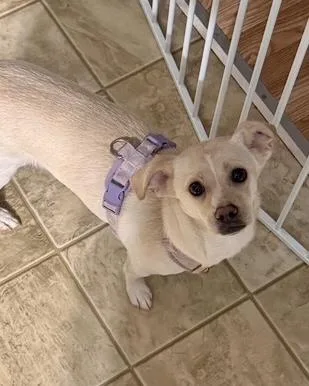An adult small-sized female Chihuahua dog named Fiona for adoption in Malvern, PA
