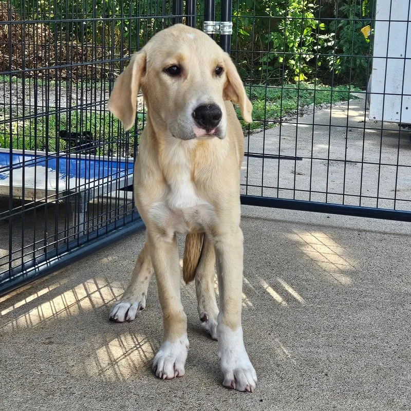 A baby small-sized male White / Cream Yellow Labrador Retriever dog named Banjo Kazooie for adoption in Lake Jackson, TX