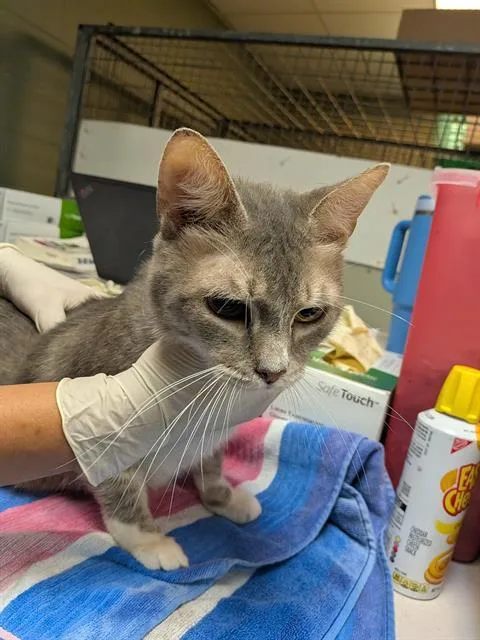 An adult medium-sized female Domestic Short Hair cat named Starduster for adoption in Jacksonville, FL