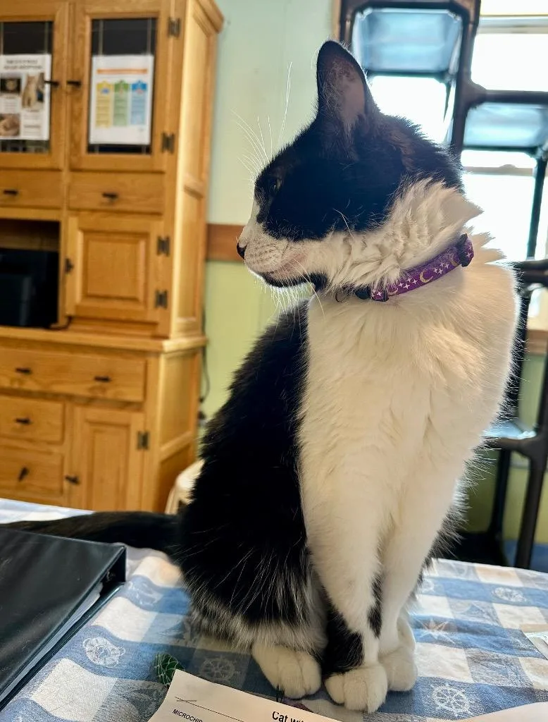 Willy Nilly thumbnail 2