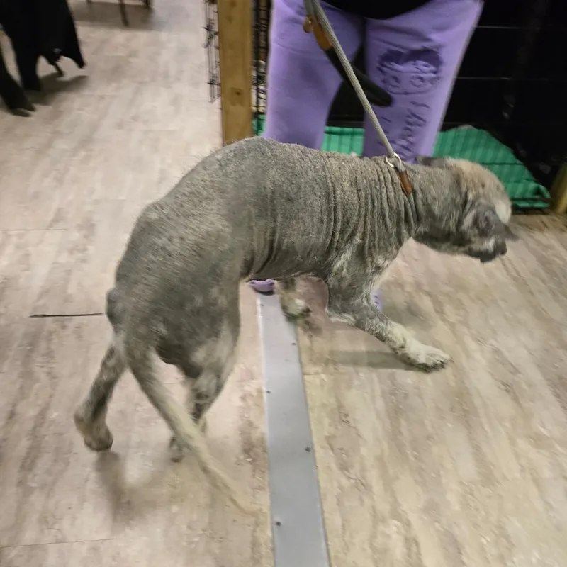 An adult large-sized male Sable Shepherd dog named Maximus for adoption in Hinesville, GA