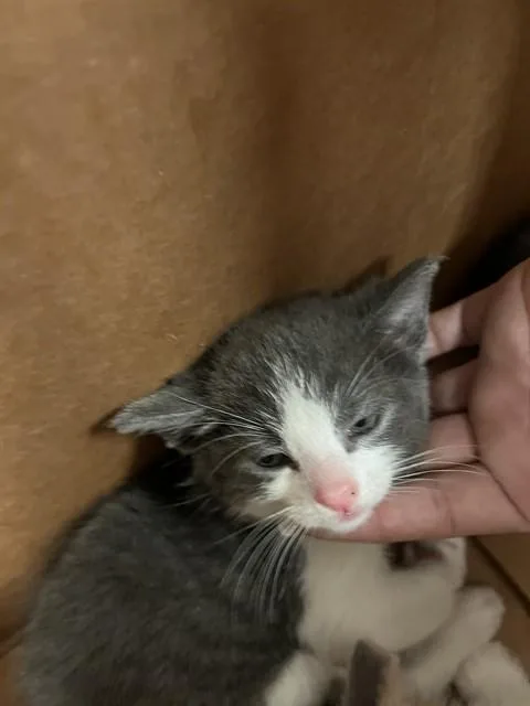 A baby small-sized female Domestic Short Hair cat named Lucy for adoption in Stockton, CA