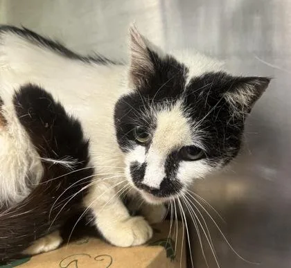An adult small-sized male Domestic Short Hair cat named Smudge for adoption in West Chester, PA