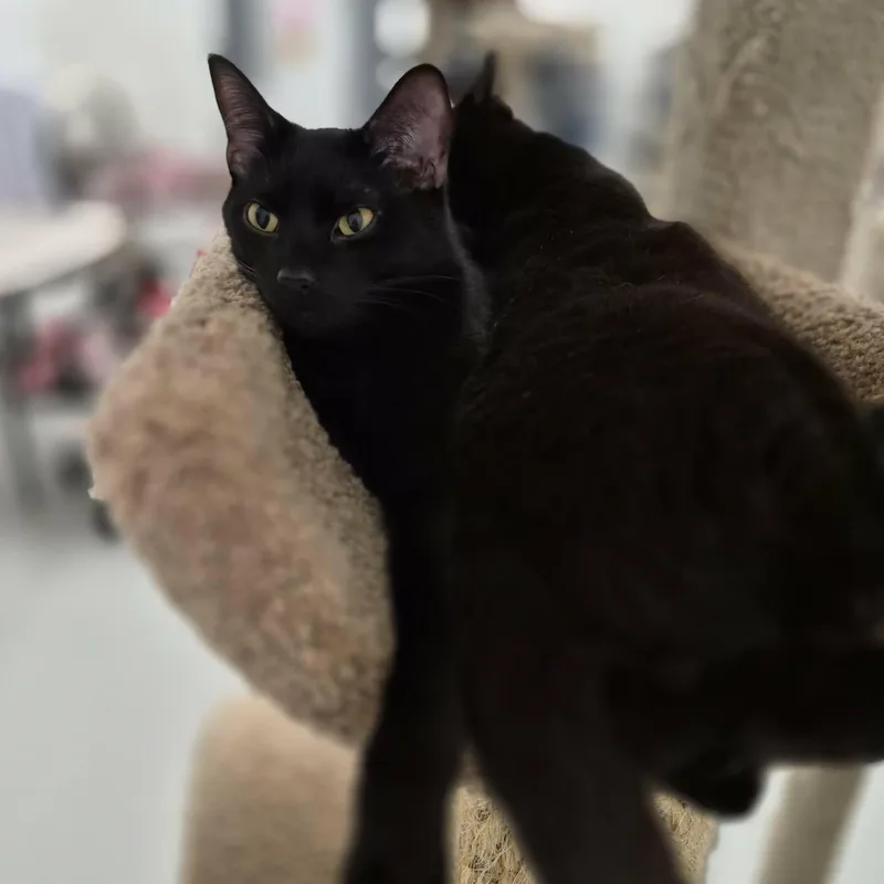 A young medium-sized male Black Domestic Short Hair cat named Elwood & Jake for adoption in West Palm Beach, FL