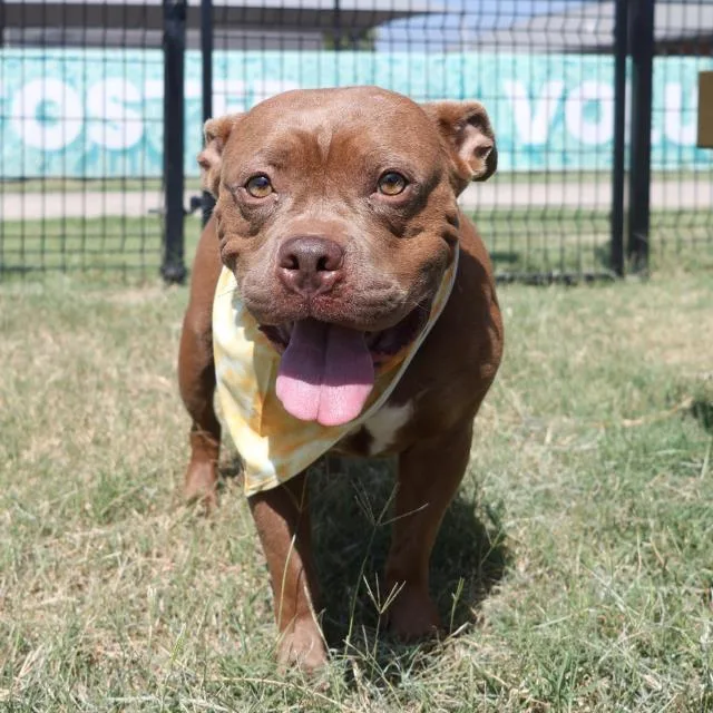 An adult medium-sized female American Staffordshire Terrier dog named Millie for adoption in San Antonio, TX
