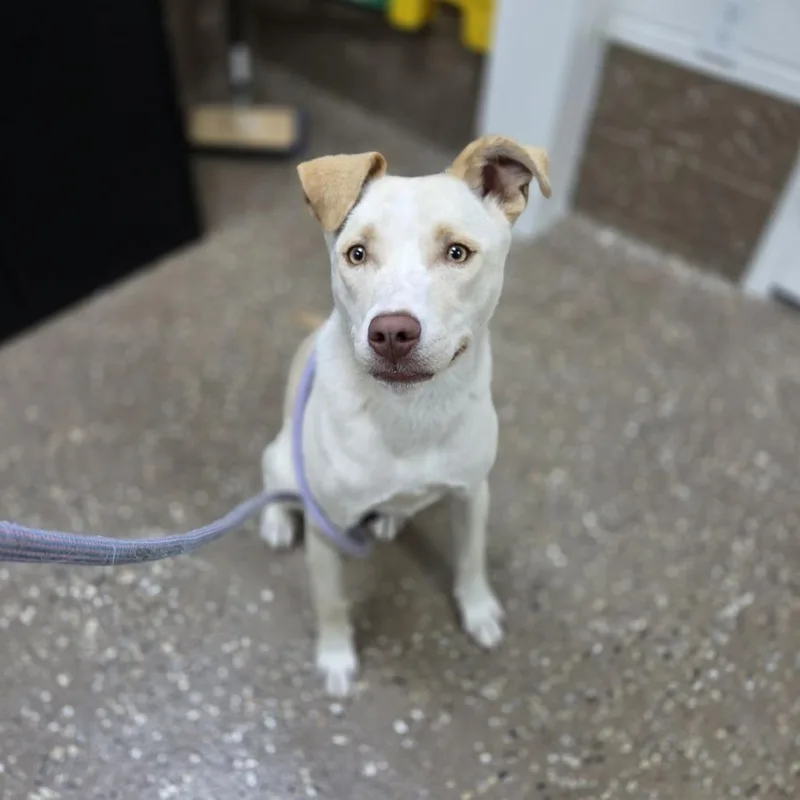 Daisy thumbnail 4