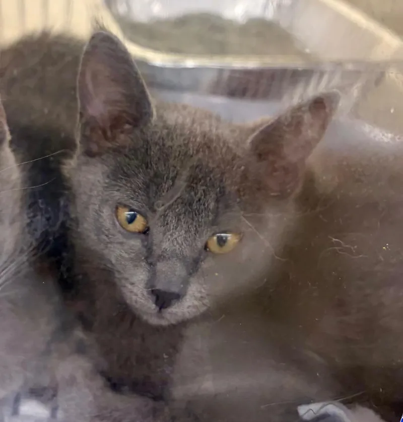 A baby medium-sized male Domestic Short Hair cat named Kid Pickles for adoption in Fort Lupton, CO