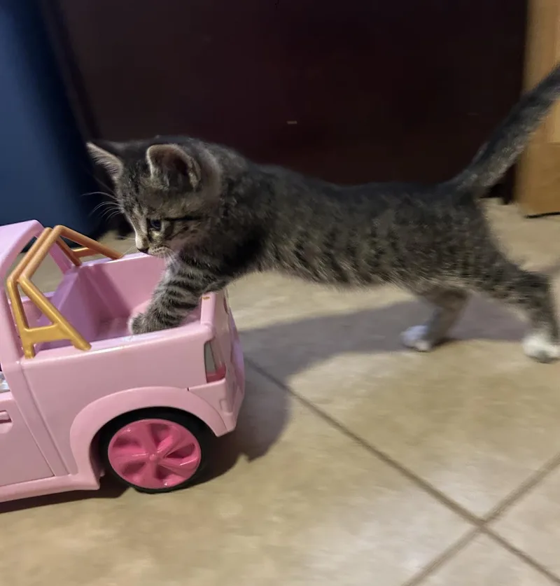 A baby small-sized male Gray / Blue / Silver Domestic Short Hair cat named Socks Amor for adoption in Chandler, AZ