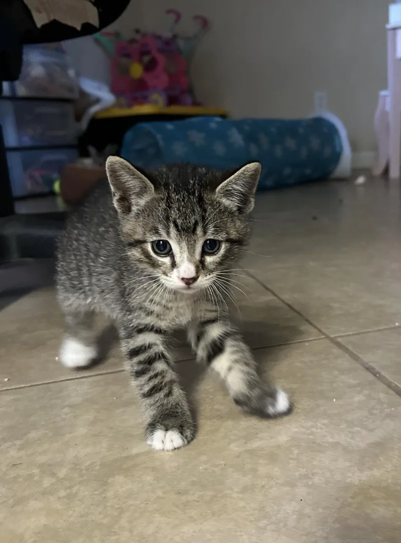 Socks Amor thumbnail 3