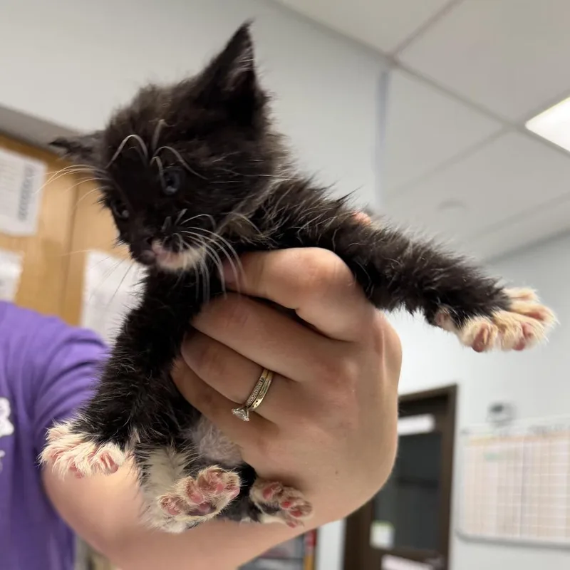 A baby small-sized female Black Domestic Short Hair cat named Himalaya for adoption in Durango, CO