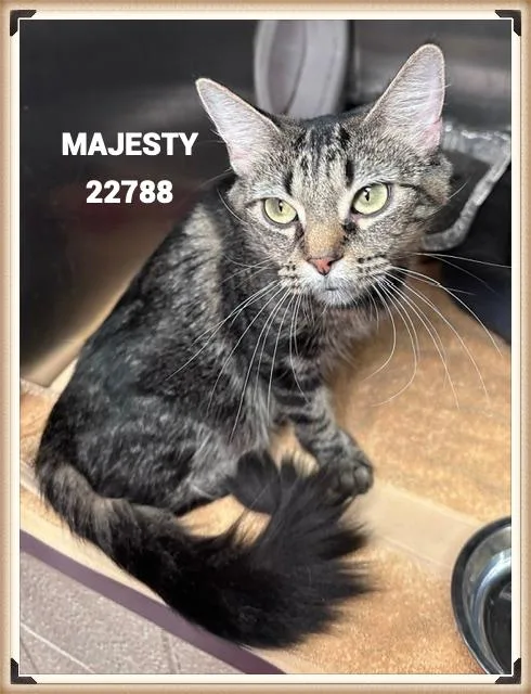 A young medium-sized female Tabby (Gray / Blue / Silver) Domestic Medium Hair cat named Majesty for adoption in Marietta, GA