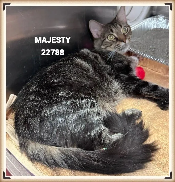 Majesty thumbnail 2